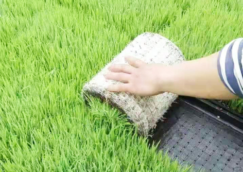 水稻育苗基質(zhì).jpg